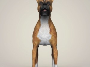 realistic boxer dog 3D 模型