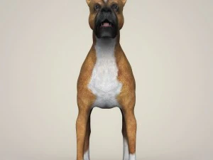 realistic boxer dog 3D Model