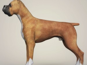 realistic boxer dog 3D 模型