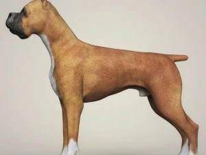 realistic boxer dog 3D Model
