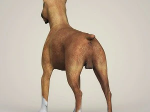 realistic boxer dog 3D Model