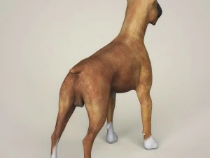 realistic boxer dog 3D Model