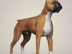 realistic boxer dog 3D 模型