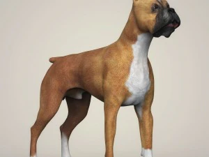 realistic boxer dog 3D Model