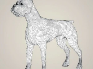 realistic boxer dog 3D Model