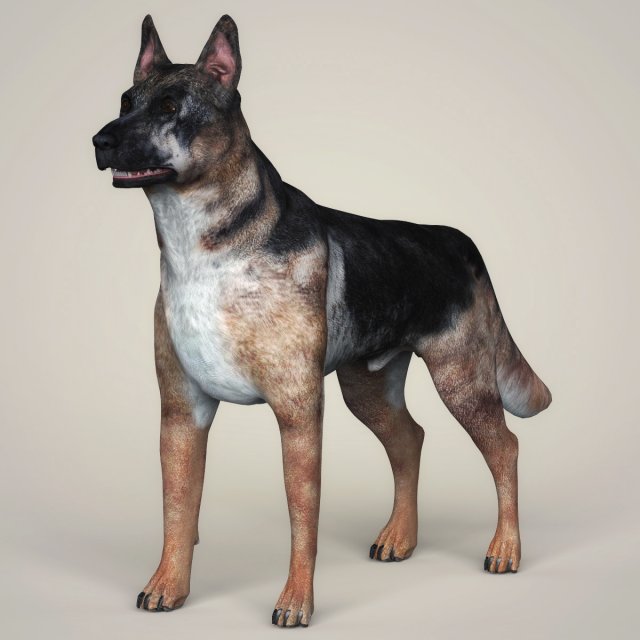 realistic german shepherd dog 3D Model .c4d .max .obj .3ds .fbx .stl .blend 