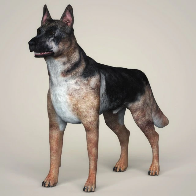 realistic german shepherd dog 3D Model .c4d .max .obj .3ds .fbx .stl .blend 
