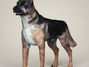 realistic german shepherd dog 3D Model