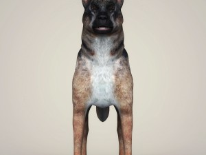 realistic german shepherd dog 3D Model