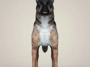 realistic german shepherd dog 3D Model