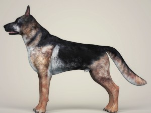realistic german shepherd dog 3D Model