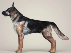 realistic german shepherd dog 3D Model