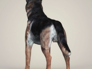 realistic german shepherd dog 3D Model