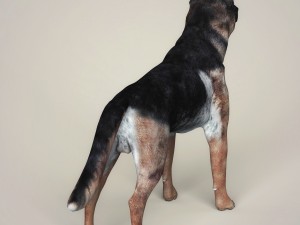 realistic german shepherd dog 3D Model