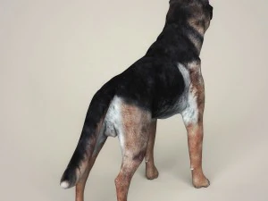 realistic german shepherd dog 3D Model