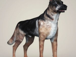 realistic german shepherd dog 3D Model