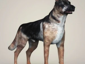 realistic german shepherd dog 3D Model