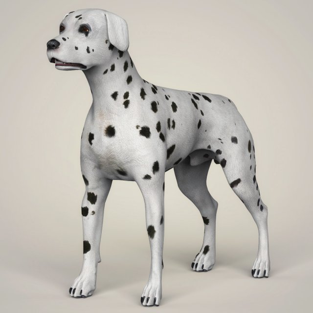 realistic dalmation dog Model 3D .c4d .max .obj .3ds .fbx .stl .blend 