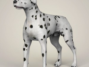 realistic dalmation dog 3D Model