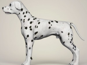 realistic dalmation dog Model 3D
