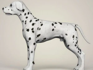 cachorro d&aacute;lmata realista Modelo 3D