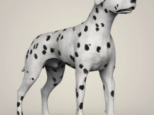 realistic dalmation dog Model 3D