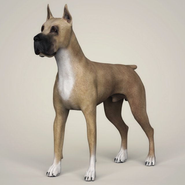 realistic great dane dog 3D 模型 .c4d .max .obj .3ds .fbx .stl .blend 