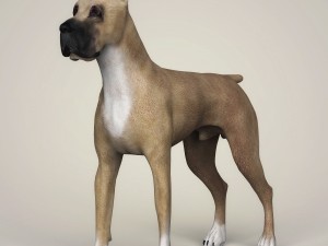 realistic great dane dog 3D Model