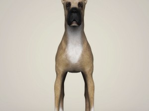 realistic great dane dog 3D 模型