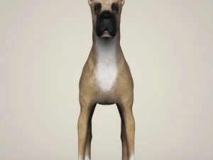realistic great dane dog 3D Model