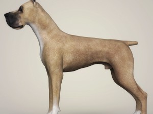 realistic great dane dog 3D 模型