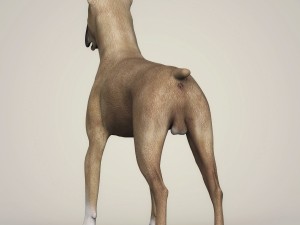 realistic great dane dog 3D 模型
