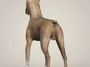 realistic great dane dog 3D Model