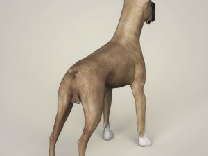 realistic great dane dog 3D 模型