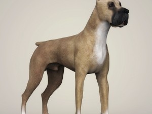 realistic great dane dog 3D 模型