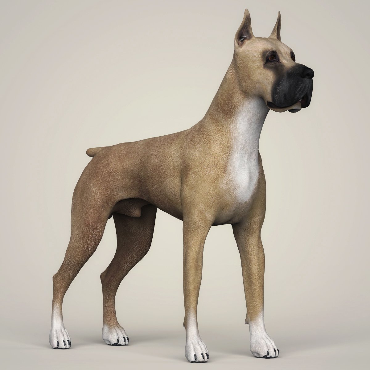 Лабрадор 3д. Модел дог тело стрижка. Модельные собаки породы. Собака 3d. Dog 3d model.