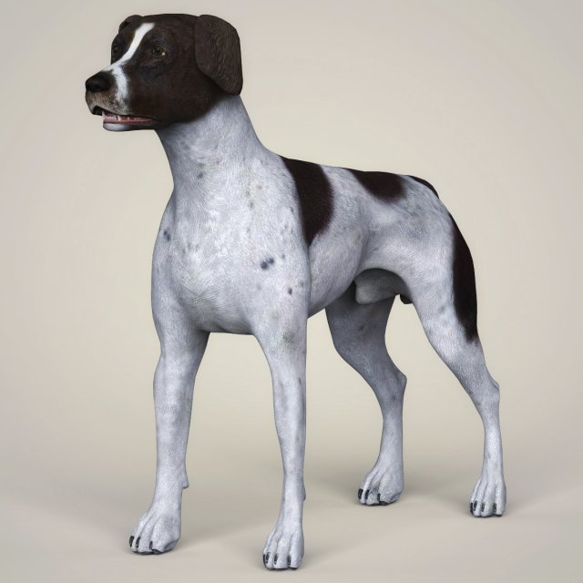 realistic german shorthaired dog 3D 모델 .c4d .max .obj .3ds .fbx .stl .blend 