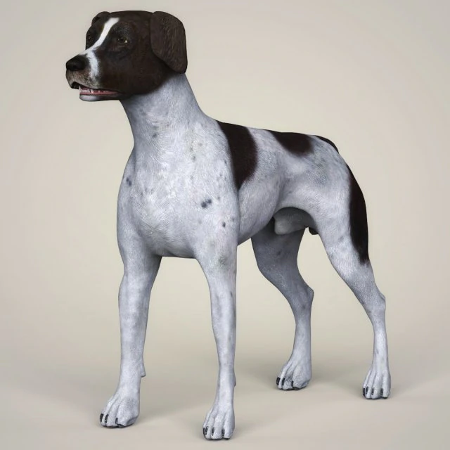 realistic german shorthaired dog 3D Model .c4d .max .obj .3ds .fbx .stl .blend 