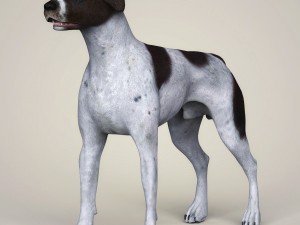 realistic german shorthaired dog 3D Model