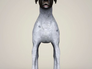 realistic german shorthaired dog 3D 모델