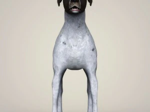 realistic german shorthaired dog 3D Model