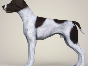 realistic german shorthaired dog 3D 모델