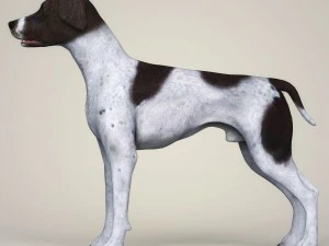 realistic german shorthaired dog 3D Model