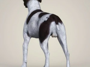 realistic german shorthaired dog 3D Model