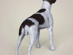 realistic german shorthaired dog 3D Model