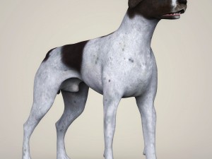 realistic german shorthaired dog 3D 모델