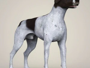 realistic german shorthaired dog 3D Model