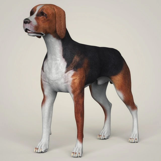 realistic hound black dog 3D Model .c4d .max .obj .3ds .fbx .stl .blend 