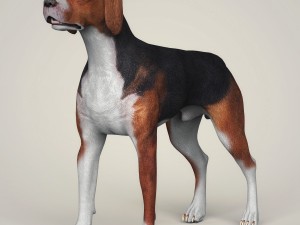 realistic hound black dog 3D Model