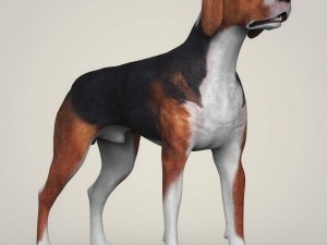 realistic hound black dog Modèle 3D
